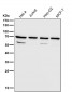 Anti-Ribophorin I Rabbit Monoclonal Antibody